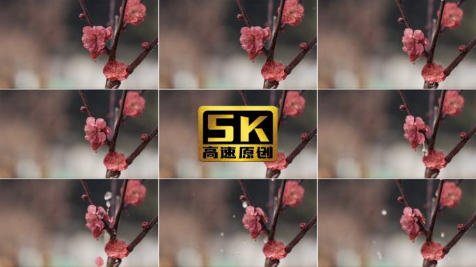 【5K】红梅盛开，红梅绽放，红梅赞
