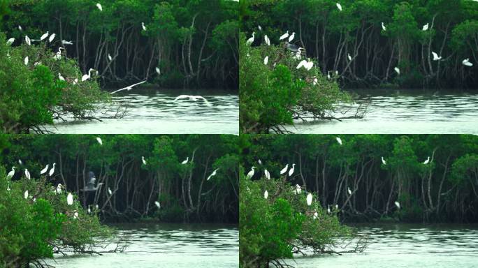 湿地白鹭栖息-高速摄影