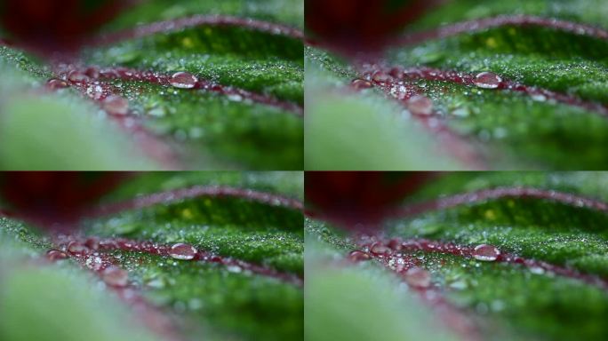 雨季时树叶上的大水滴