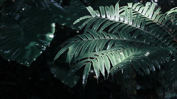 热带雨林空镜素材