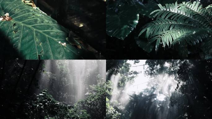 热带雨林空镜素材