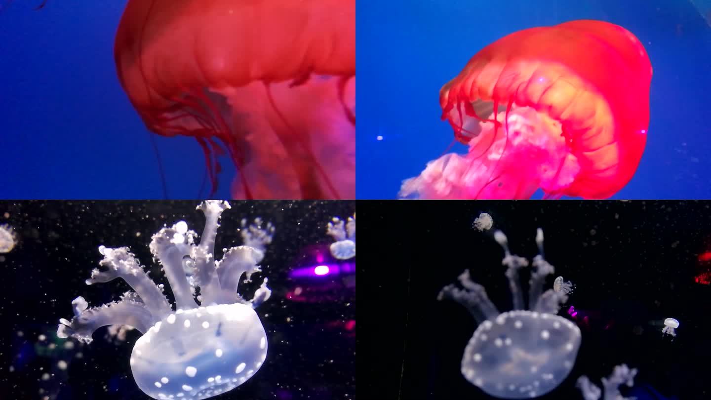 水母 水 水中生物 红色 白色 花团
