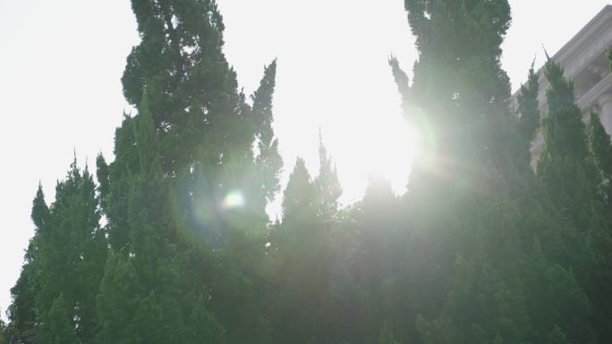 早晨阳光透过树木唯美空镜
