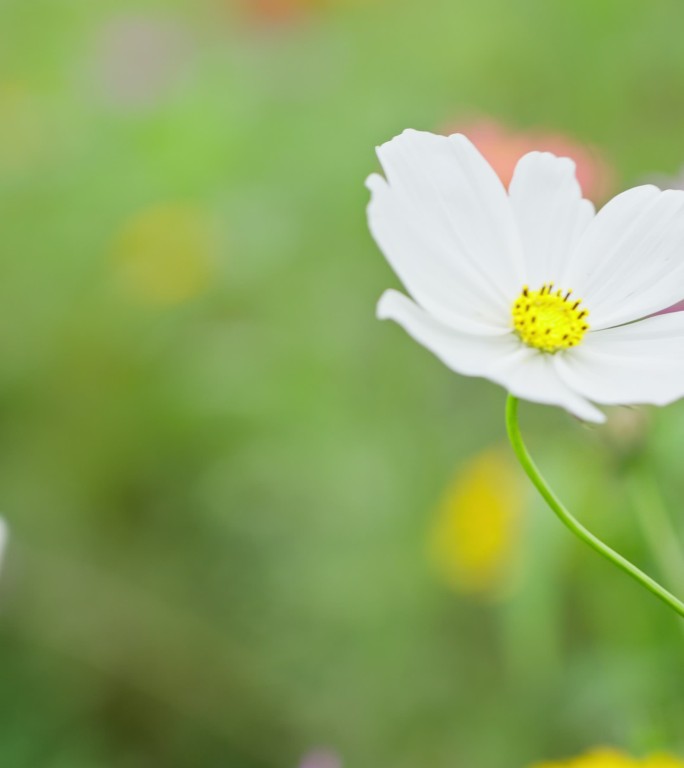 花特写 竖屏素材