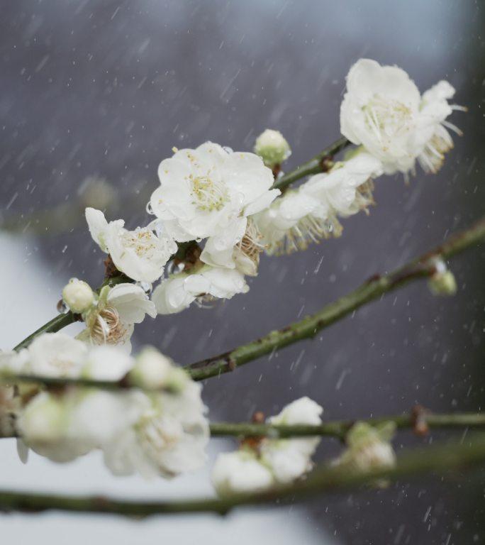 【5K】雨中白梅花，雨中梅花盛开