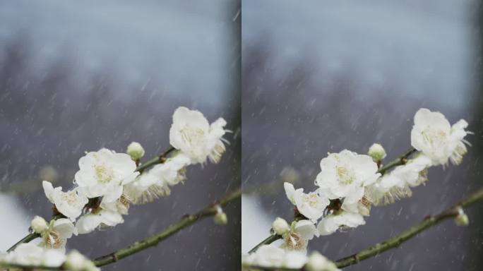 【5K】雨中白梅花，雨中梅花盛开