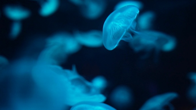唯美海洋生物-水母