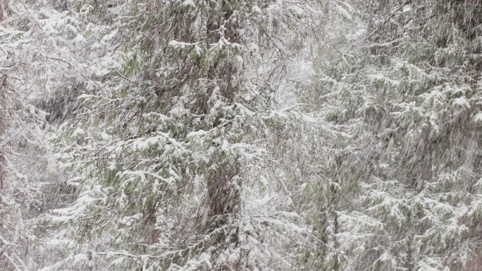 冬季森林暴雪特写空镜头