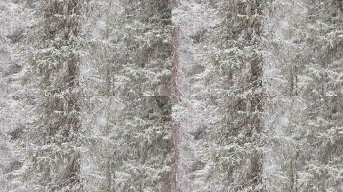冬季森林暴雪特写空镜头