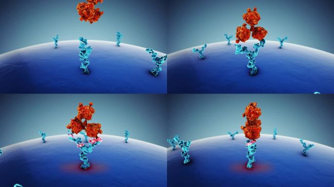 人体细胞受体抗体医学概念
