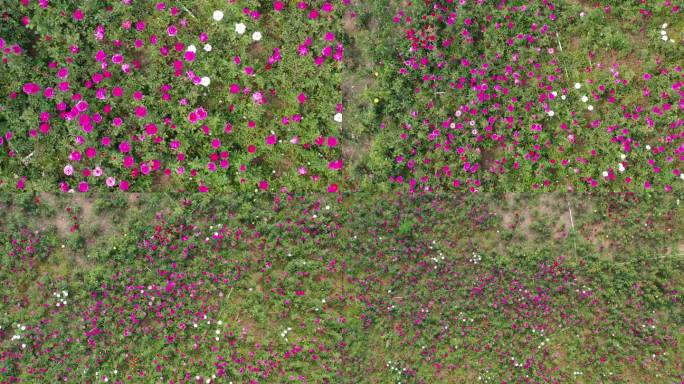 秦皇岛 花园 航怕 4k 原素材