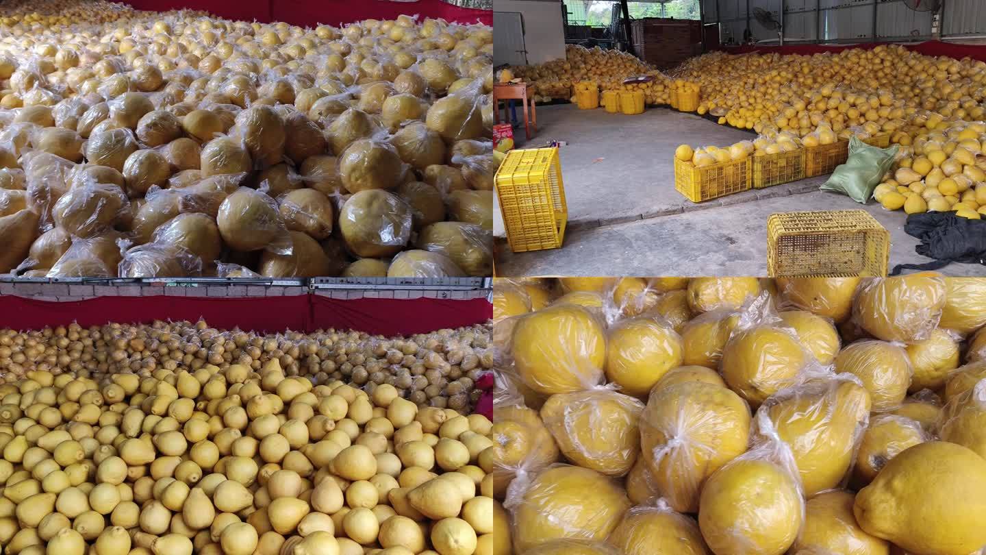 水果柚子丰收柚农仓库堆放水果贮存贮藏满仓