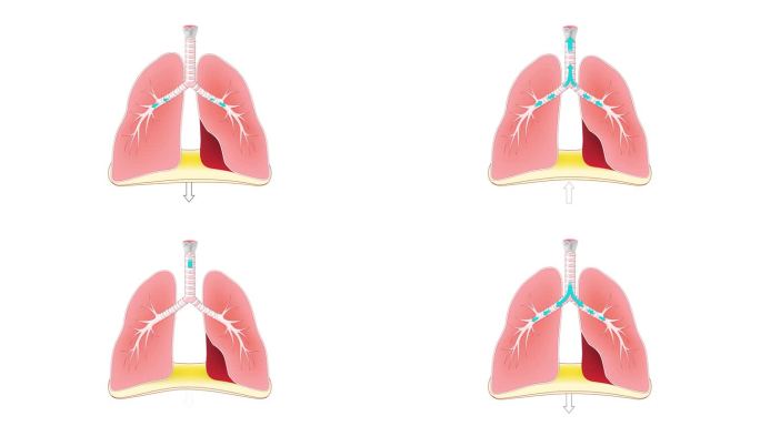 呼吸。肺和隔膜的功能。