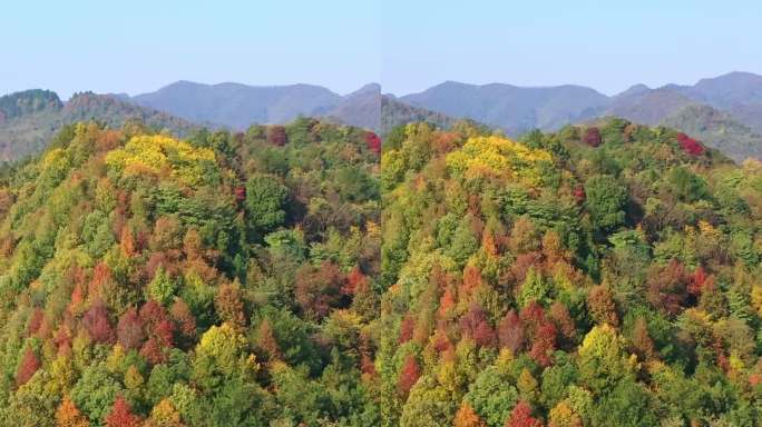 秋天 秋季 山脉 彩色 森林 山林 航拍