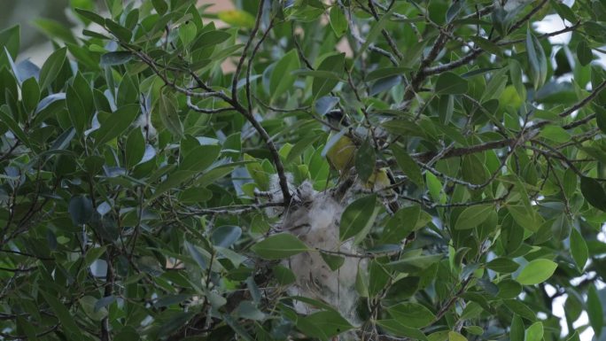 墨西哥尤卡坦半岛筑巢的群居捕蝇鸟