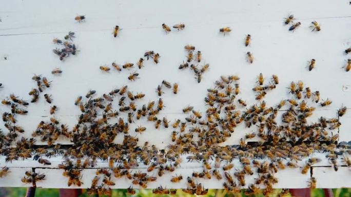 农业，养蜂业和蜂蜜与蜜蜂在农场收获，健康和生态的性质。蜂胶，可持续性和昆虫在农村蜂房，食品和加工