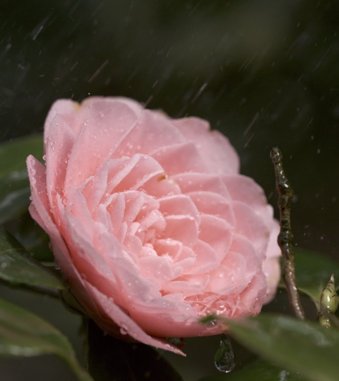 5K-花朵，水滴，雨滴从茶花上滴落
