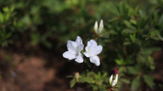 白杜鹃 白色 杜鹃 杜鹃花 花 传统