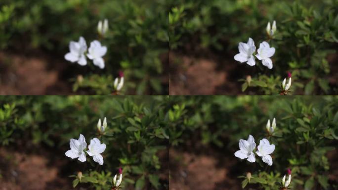 白杜鹃 白色 杜鹃 杜鹃花 花 传统