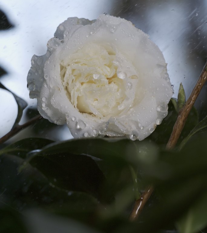 5K-雨中白天鹅山茶花，水滴慢动作