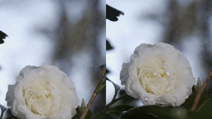 5K-雨中白天鹅山茶花，水滴慢动作