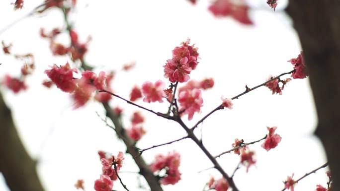 春天 红梅 盛开 公园 旅游 红花