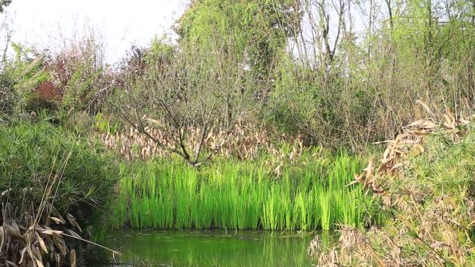 湿地 公园 美景 生态环境 千万工程