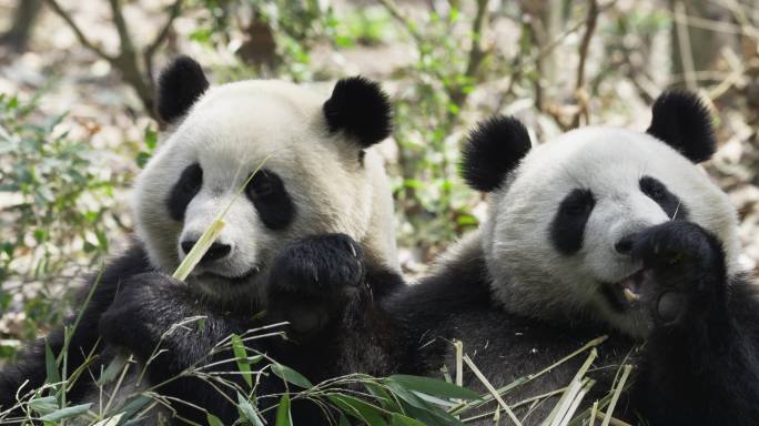 特写两只大熊猫吃竹子
