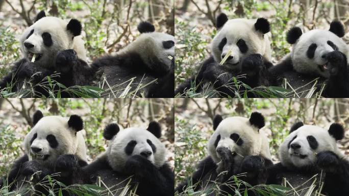 特写两只大熊猫吃竹子