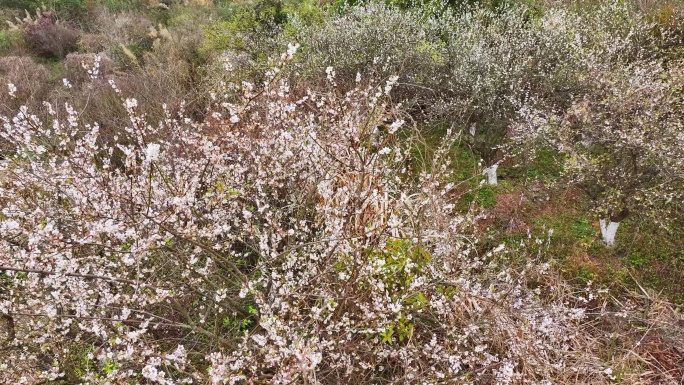 航拍白色梅花