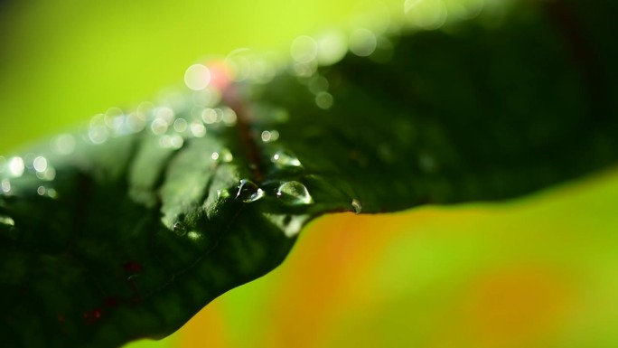 雨季时树叶上的大水滴