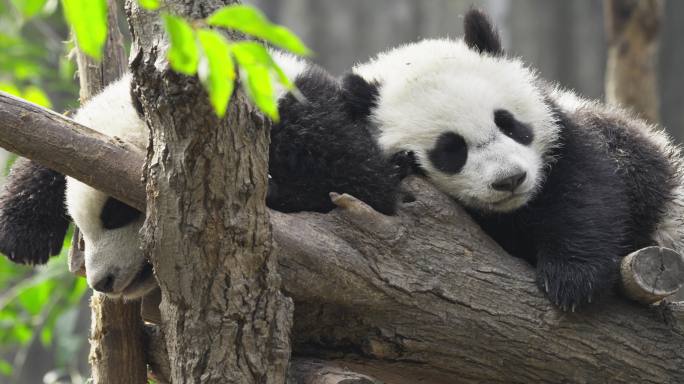 两只可爱国宝大熊猫幼崽睡觉