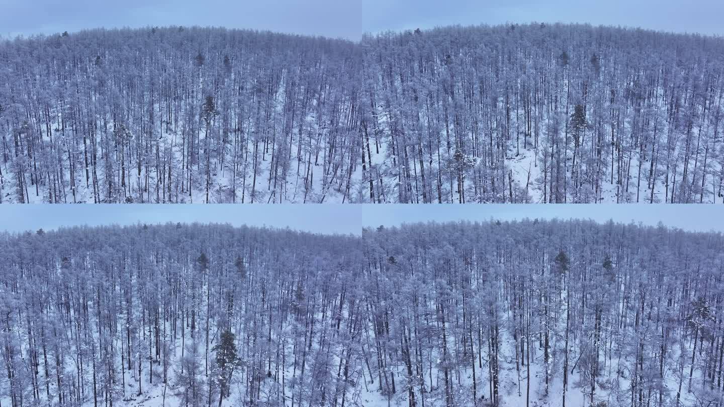 内蒙古大兴安岭冬季雾凇银装素裹