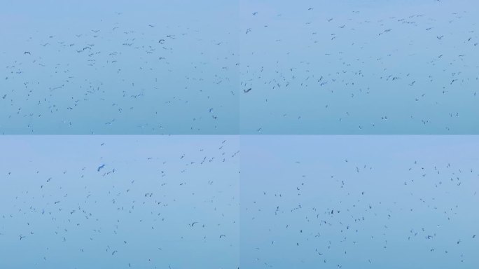 大量鸟群在天空盘旋