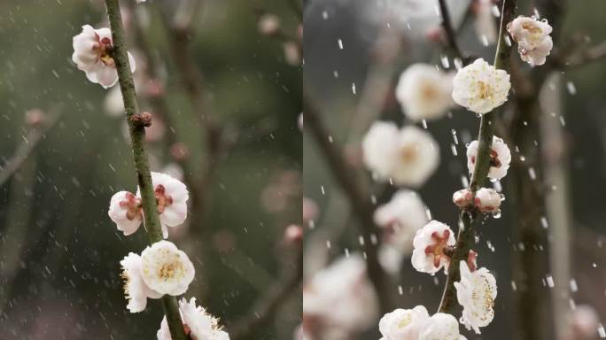 【5K】雨中白梅花，雨中梅花盛开