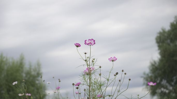 野花 菊花 空镜头 宁静