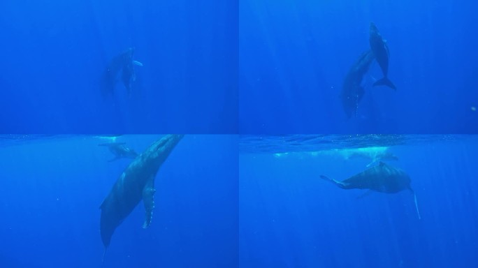 母座头鲸带着幼鲸浮上水面。