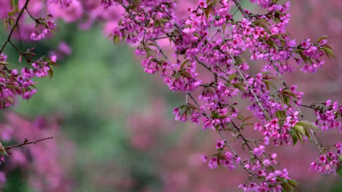 樱花春天微风冬樱花粉色樱花谷