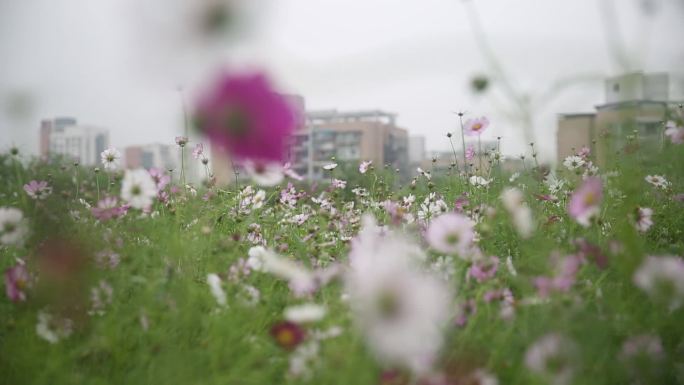 格桑花海 格桑花 花海 网红 美景