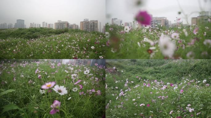 格桑花海 格桑花 花海 网红 美景