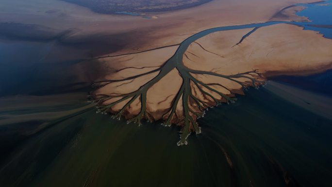 鄱阳湖湿地生命之树景观