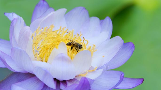 莲花睡莲蜜蜂采花蜜