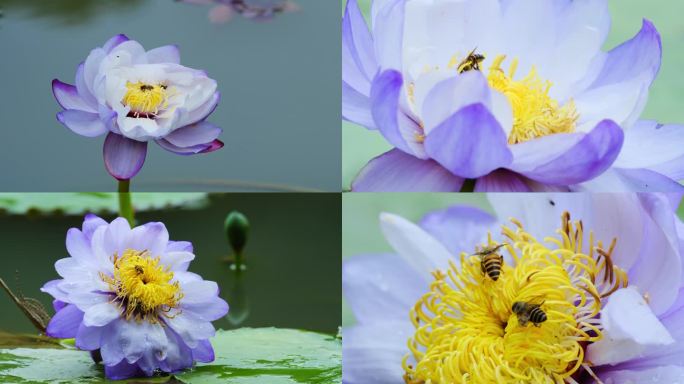 莲花睡莲蜜蜂采花蜜