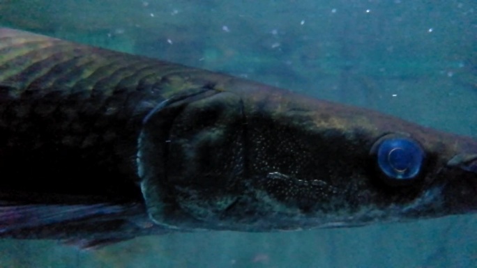 大型鲨鱼 大鱼 水中生物 海洋 海洋馆