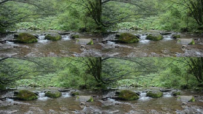 森林岩石上流淌清澈的溪流