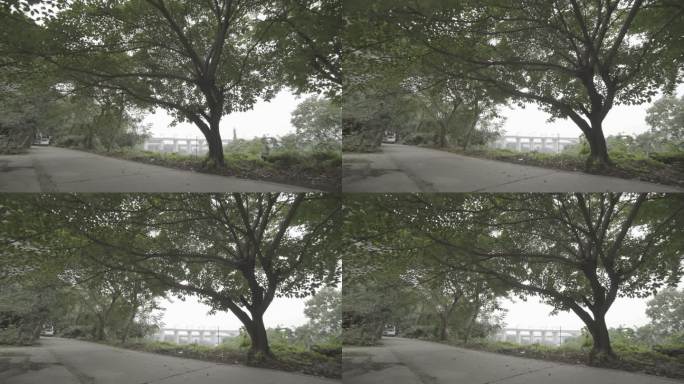 4K 广角  唯美 滑动 树木空镜头