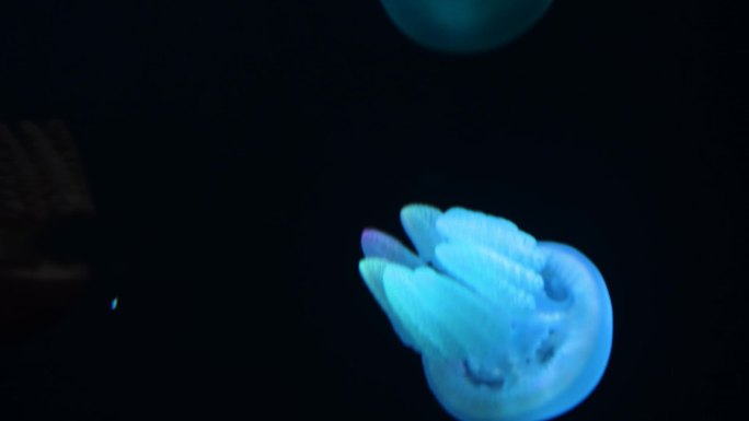 唯美海底生物海洋动物-水母