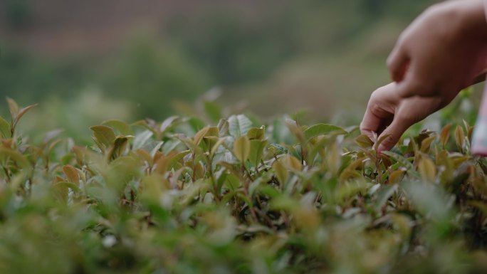 黔西南八步紫茶茶叶特产特色农业