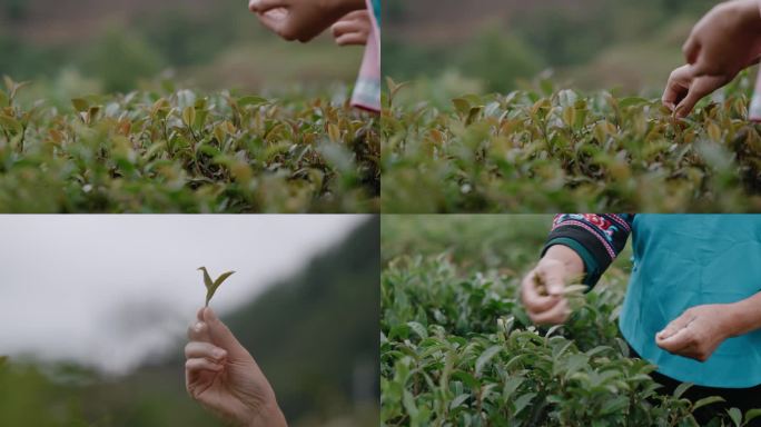 黔西南八步紫茶茶叶特产特色农业