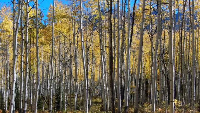 色彩缤纷的科罗拉多黄色的秋天秋天白杨树林电影空中无人机Kebler山口冠丘甘尼森荒野戏剧性的令人难以